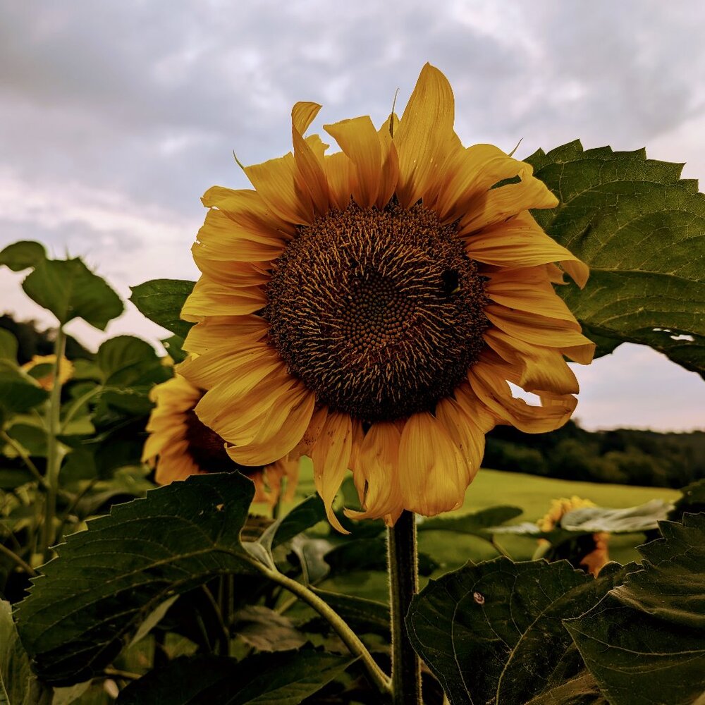 Meet your Posher, Grace